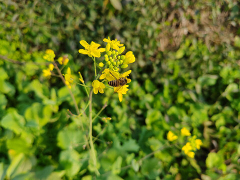 蜜蜂采花