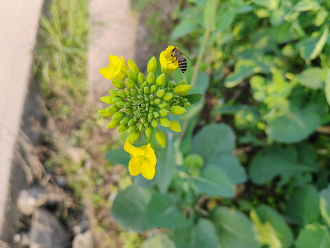 田野油菜花