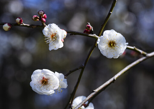 梅花