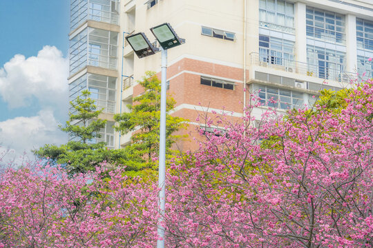 华南农业大学校园樱花