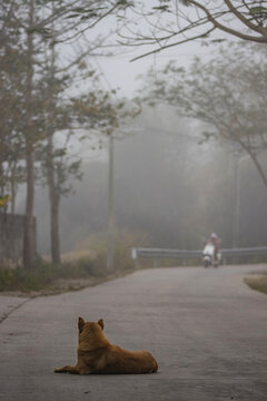 晨雾中村口黄狗和摩托车