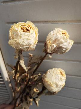白色玫瑰干花