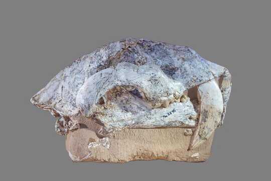 剑齿虎化石