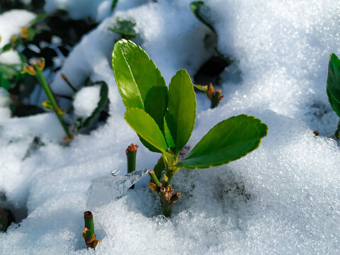 雪中绿叶