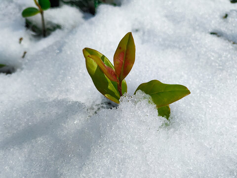 雪中绿叶