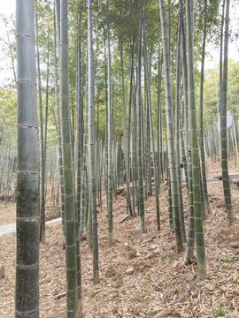 中国大竹海旅游区