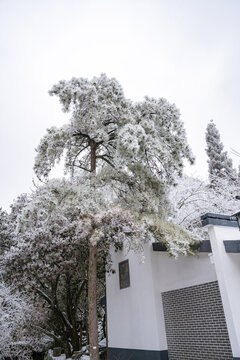 冬季雪后登山赏雾凇美景