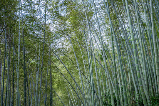 竹林背景