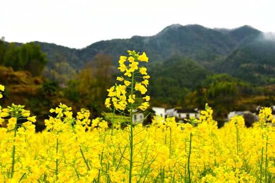 山中油菜花