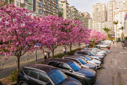 深圳城市街道风景紫花风铃木