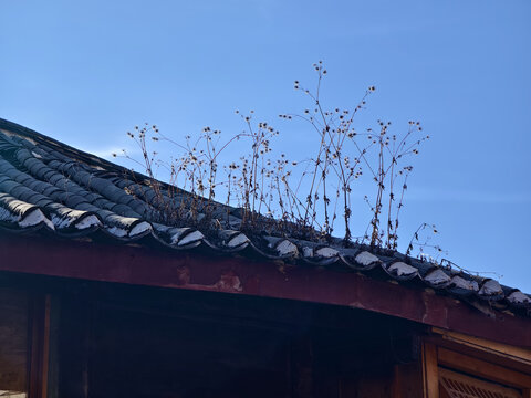 屋顶上的花草