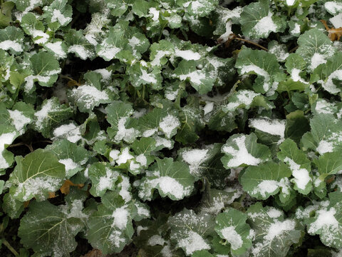 油菜与白雪