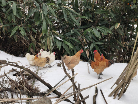 土鸡与白雪