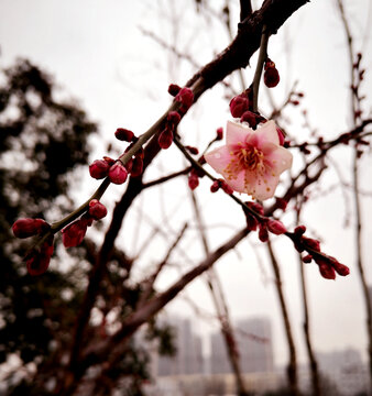 梅花花枝花苞