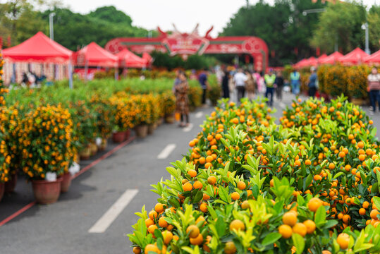 广州春节花市