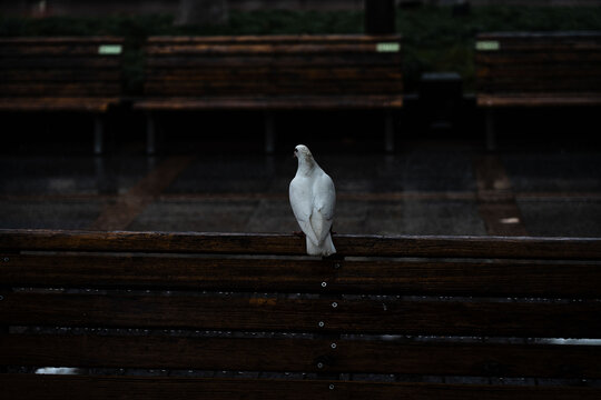 孤独的白鸽