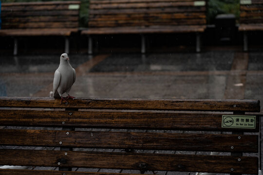 孤独的白鸽