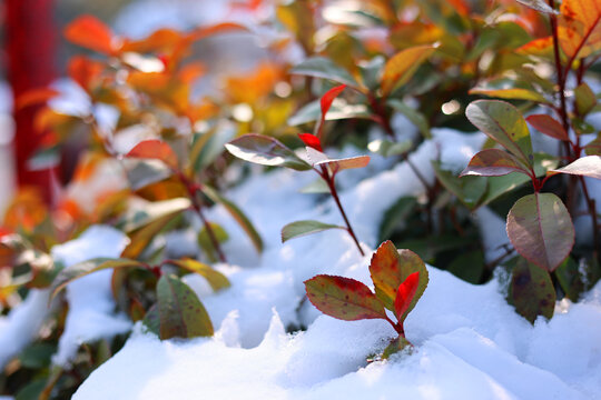 红叶石楠与白雪