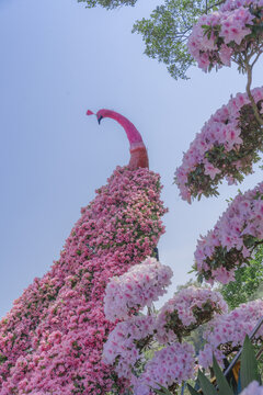 华南植物园花卉展