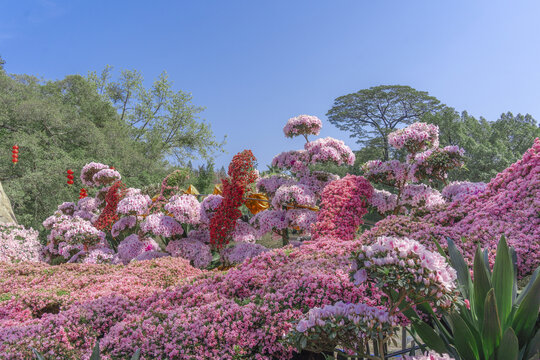 华南植物园花卉展