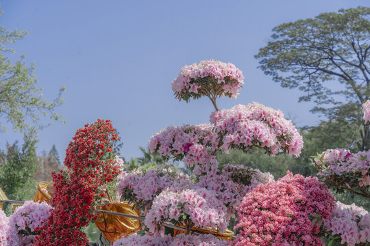 华南植物园花卉展