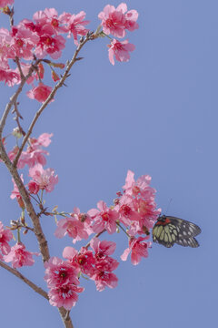 华南植物园的樱花