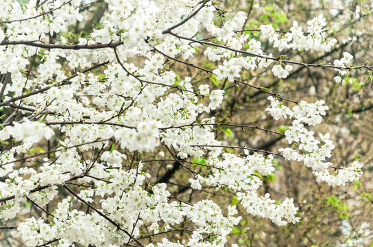 白樱花盛开在晴朗的春天