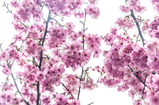 植物园里盛开的高盆樱花