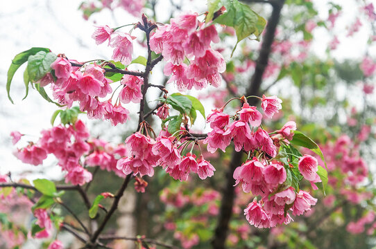 春天植物园里盛开的高盆樱桃花