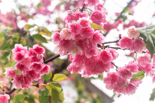 春天植物园里盛开的高盆樱桃花