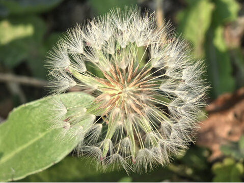 蒲公英细节