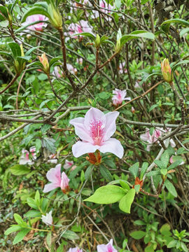 春天杜鹃花