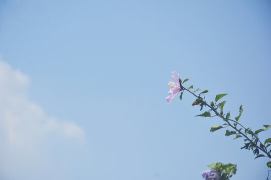 蓝天与木槿花