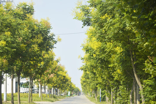 道路景观树