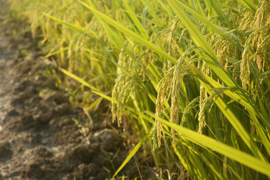 杂交水稻稻穗
