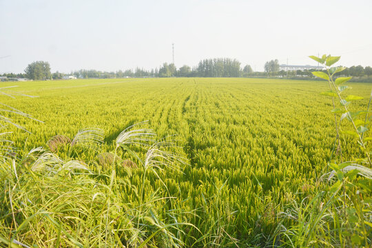 粳稻种植田