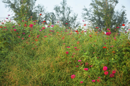 路旁景观花卉