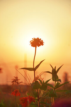 夕阳与花朵