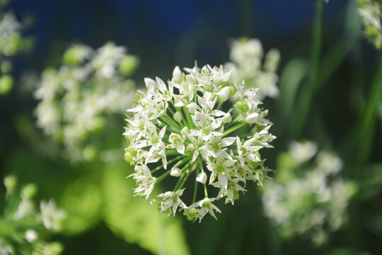 韭菜花