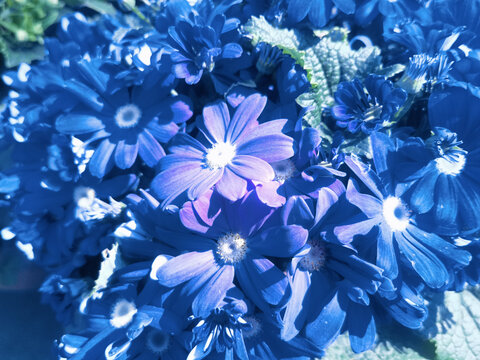 蓝色瓜叶菊
