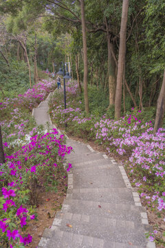 麓湖公园鸿鹄楼下的杜鹃花