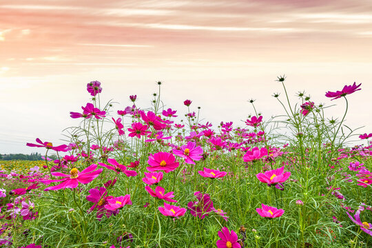 格桑花开