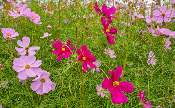 格桑花田