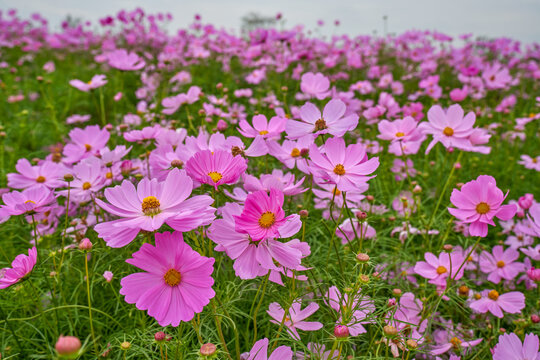 格桑花田