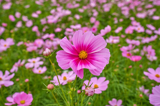 格桑花田