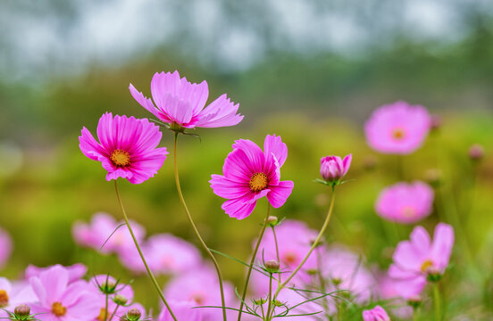 格桑花