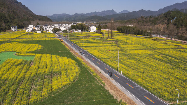 航拍休宁县南坑油菜花