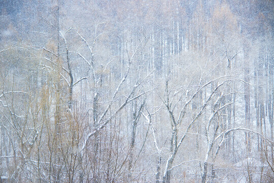 春雪