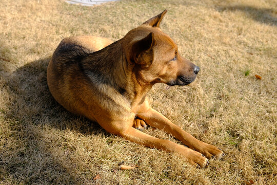 中华田园犬