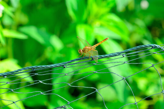 蜻蜓特写